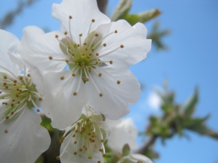 flor de cerejeira da Primavera