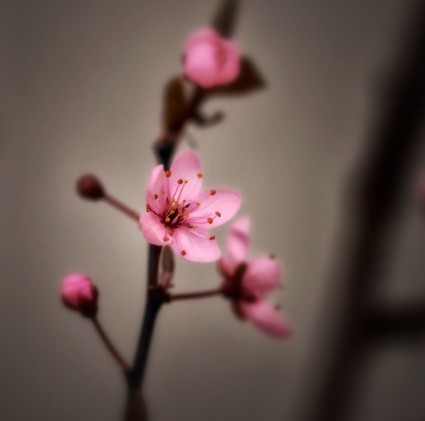 Primavera de flor de cereja rosa