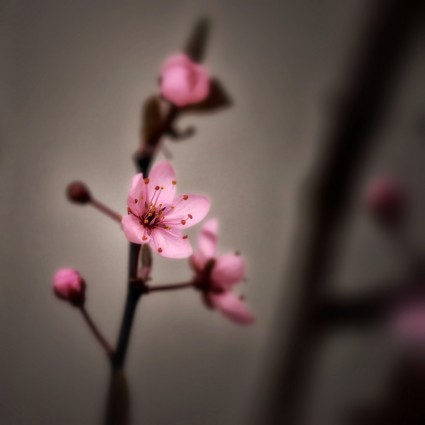 primavera de flor de cerezo rosa