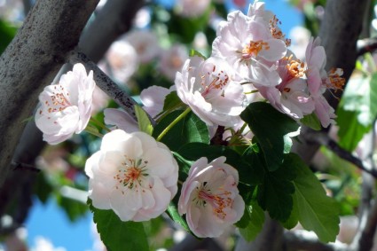 Cherry Blossom Baum