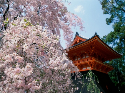mundo de flores de cerezo templo fondos Japón