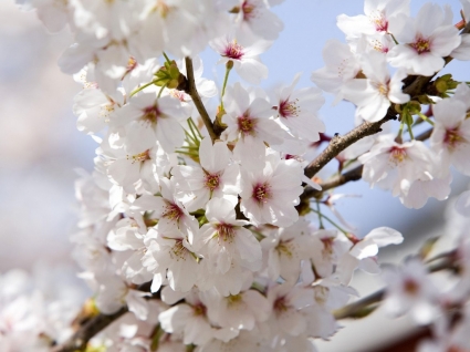 Cherry blossoms wallpaper bunga alam