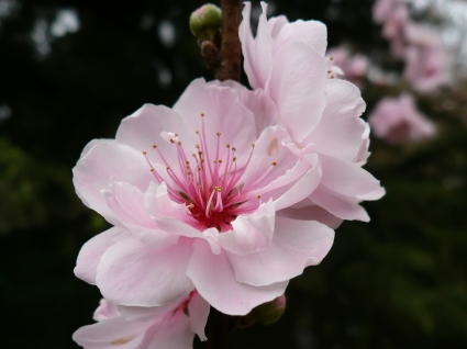 naturaleza de las plantas de fondos de flor de cerezo