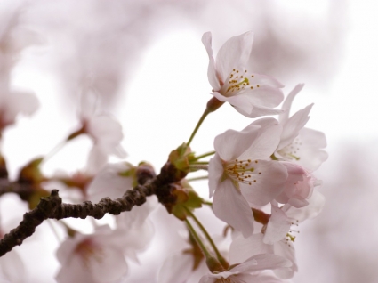 natureza de Primavera de papel de parede de flores de cereja