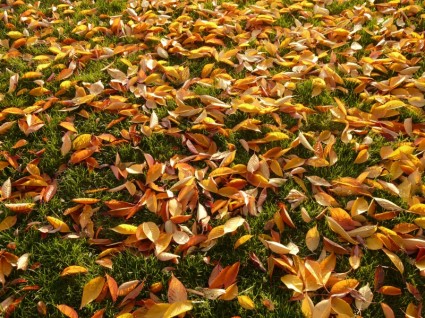 feuilles de feuilles de cerisiers automne