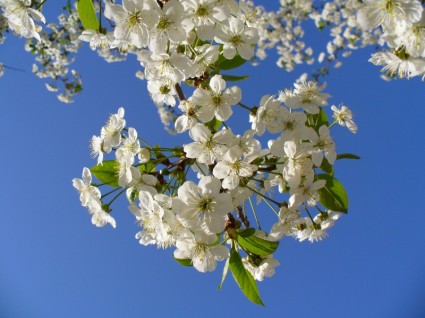 Kirschbaum Blüte Blüten