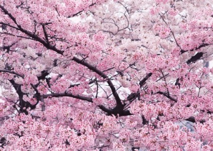 alberi di ciliegio in immagini ad alta definizione