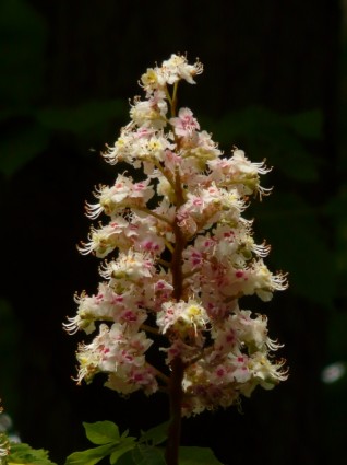 perbungaan kastanye blossom chestnut