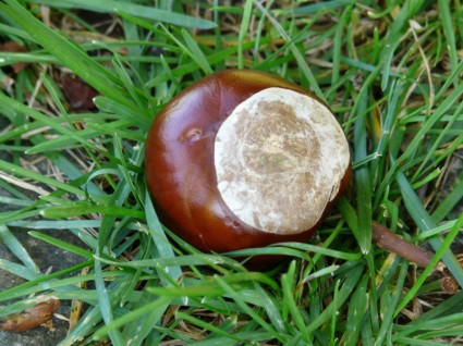 ผลไม้ chestnut buckeye