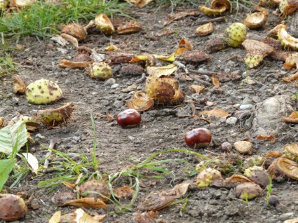 ผลไม้ chestnut buckeye