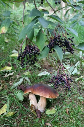 nature champignons châtaigne