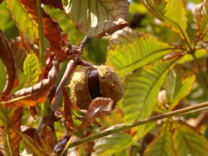 albero di castagno castagno