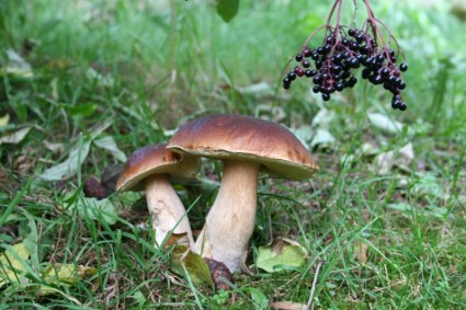 natura funghi castagne