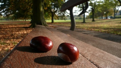 chestnuts บนม้านั่ง