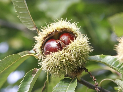 Chestnuts Wallpaper Other Nature