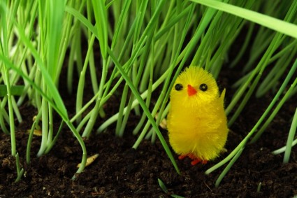 Chick en pasto