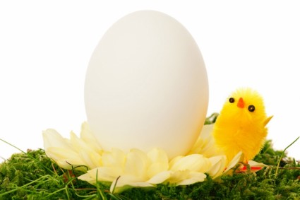 pollo e uovo