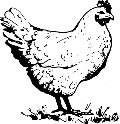 clip art de pollo
