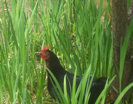 курица в высокой траве