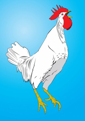 Chicken Vector