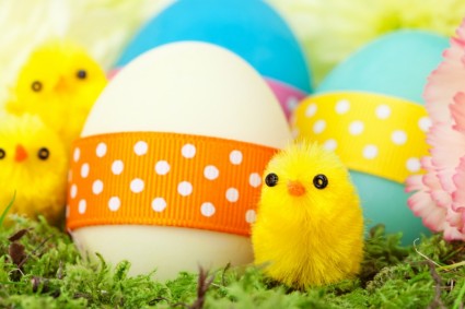 병아리와 부활절 달걀