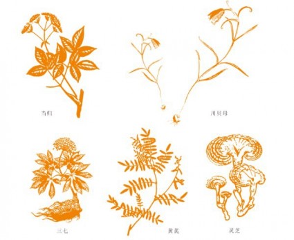 Chinese Herbal Medicine The Angelica Chuanbei Thirtyseven Astragalus Ganoderma Lucidum Vector