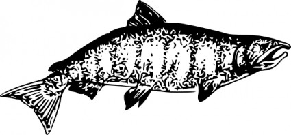 salmón chinook clip art