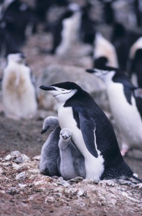 mãe de pingüins Chinstrap pinguim