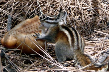 다람쥐 동물 자연