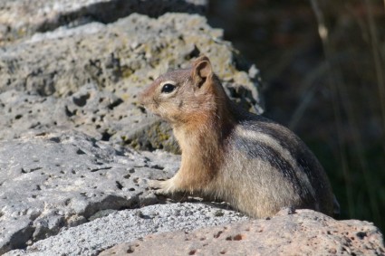 다람쥐 동물 야생 생활