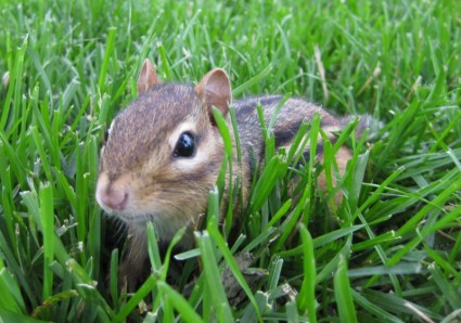 잔디에서 다람쥐