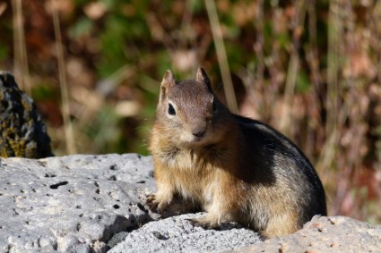 다람쥐 야생 생활 자연