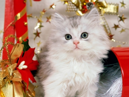 Boże Narodzenie kotek tapeta koty zwierzęta