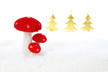 champignon de Noël