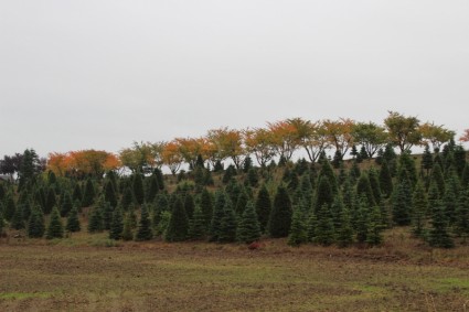 exploração agrícola de árvore de Natal