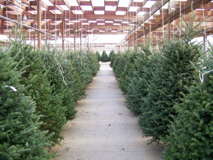 banyak pohon Natal