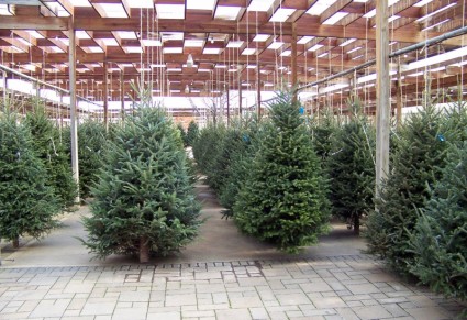 أشجار عيد الميلاد للبيع
