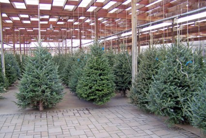 alberi di Natale vendita