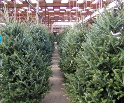 أشجار عيد الميلاد للبيع