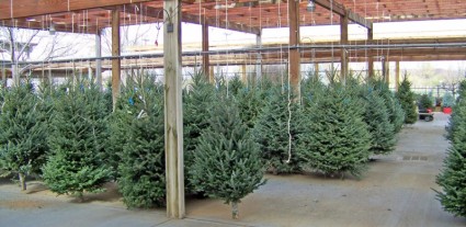 arbres de Noël à vendre