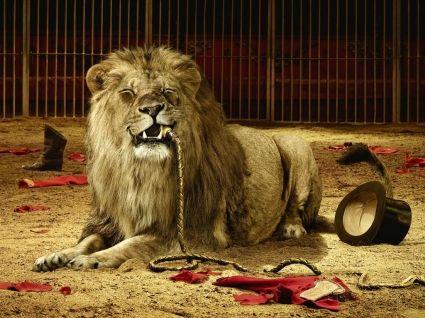Circus singa wallpaper hewan kucing besar
