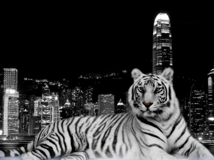 Tigre cidade papel de parede animais de tigres