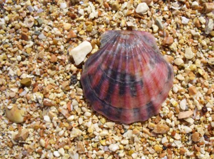 貝のシェルの貝殻