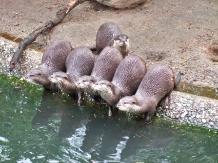 trifft Otter Wasser Haustiere
