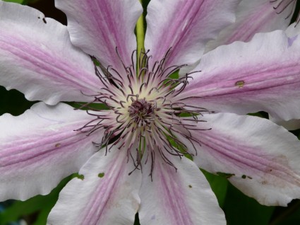 Clematis Flower Pink