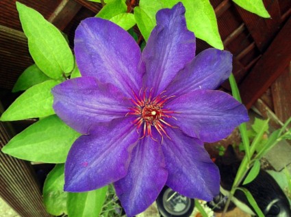 Clematis Nature Flower