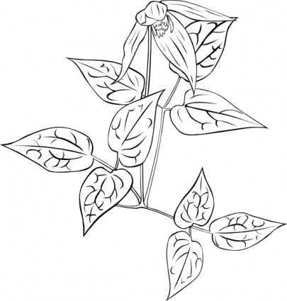 Clematis occidentalis delinear o clip-art