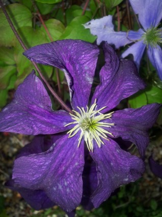 clematis ungu bunga