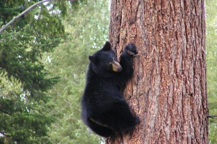 árvore de escalada urso