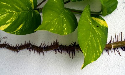 등산 식물 흰 벽